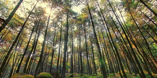Gunung Pancar National Park
